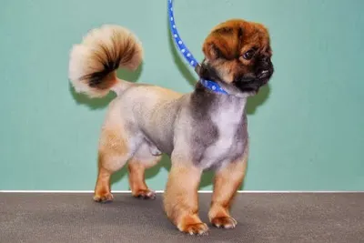 Wena. Salon pielęgnacji zwierząt